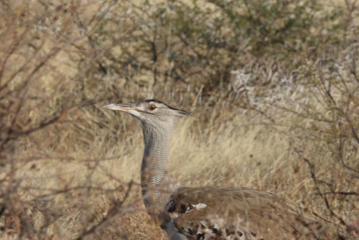 Kori Bustard - ML622488255