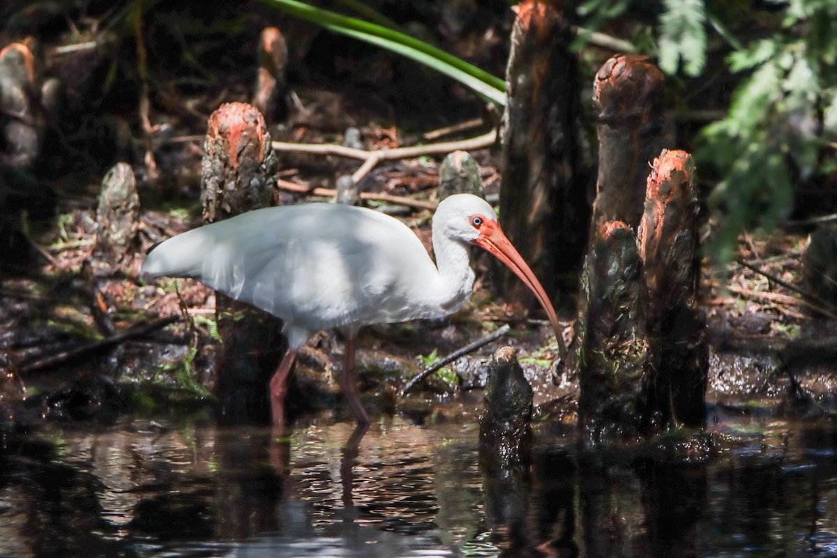 White Ibis - T D Vuke