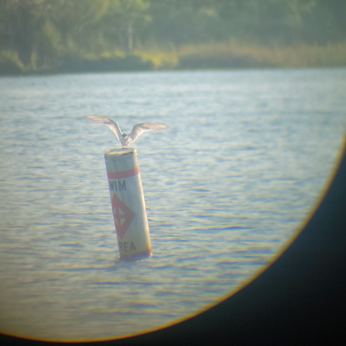 Forster's Tern - ML622488306