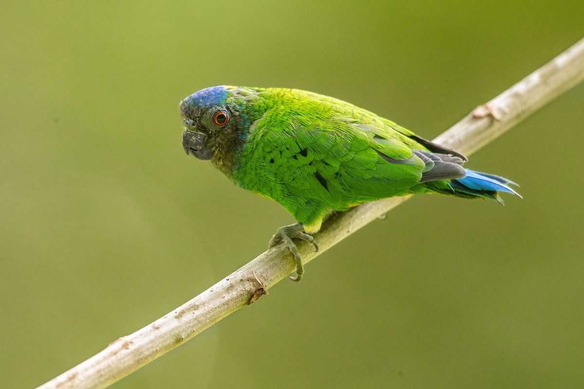 Geelvink Pygmy-Parrot - ML622488425