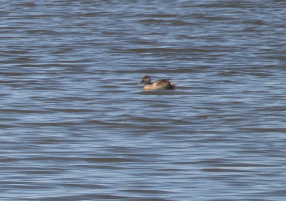 Red-crested Pochard - Lindy Fung