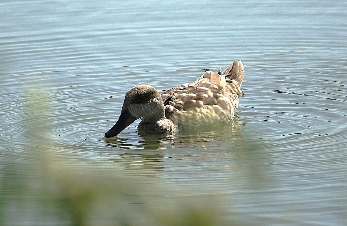 Marbled Duck - Edurne Ugarte