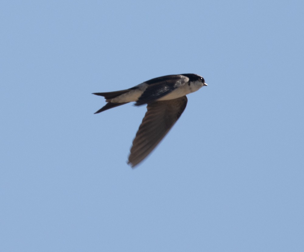 Bank Swallow - Lindy Fung