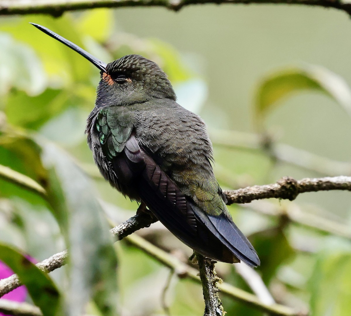 Colibrí de Bouguer Occidental - ML622488776