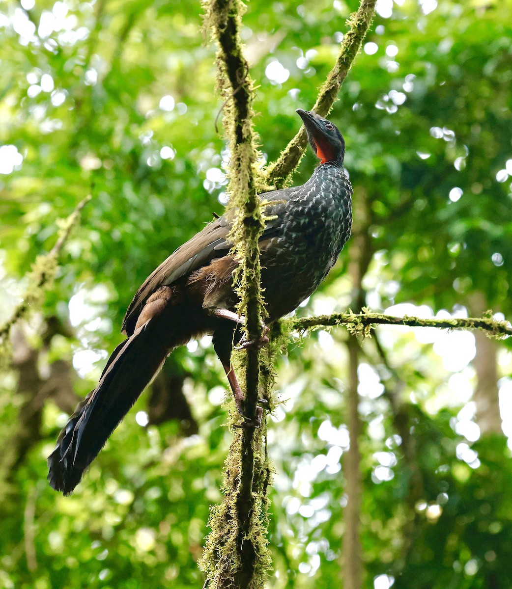 Cauca Guan - ML622488808