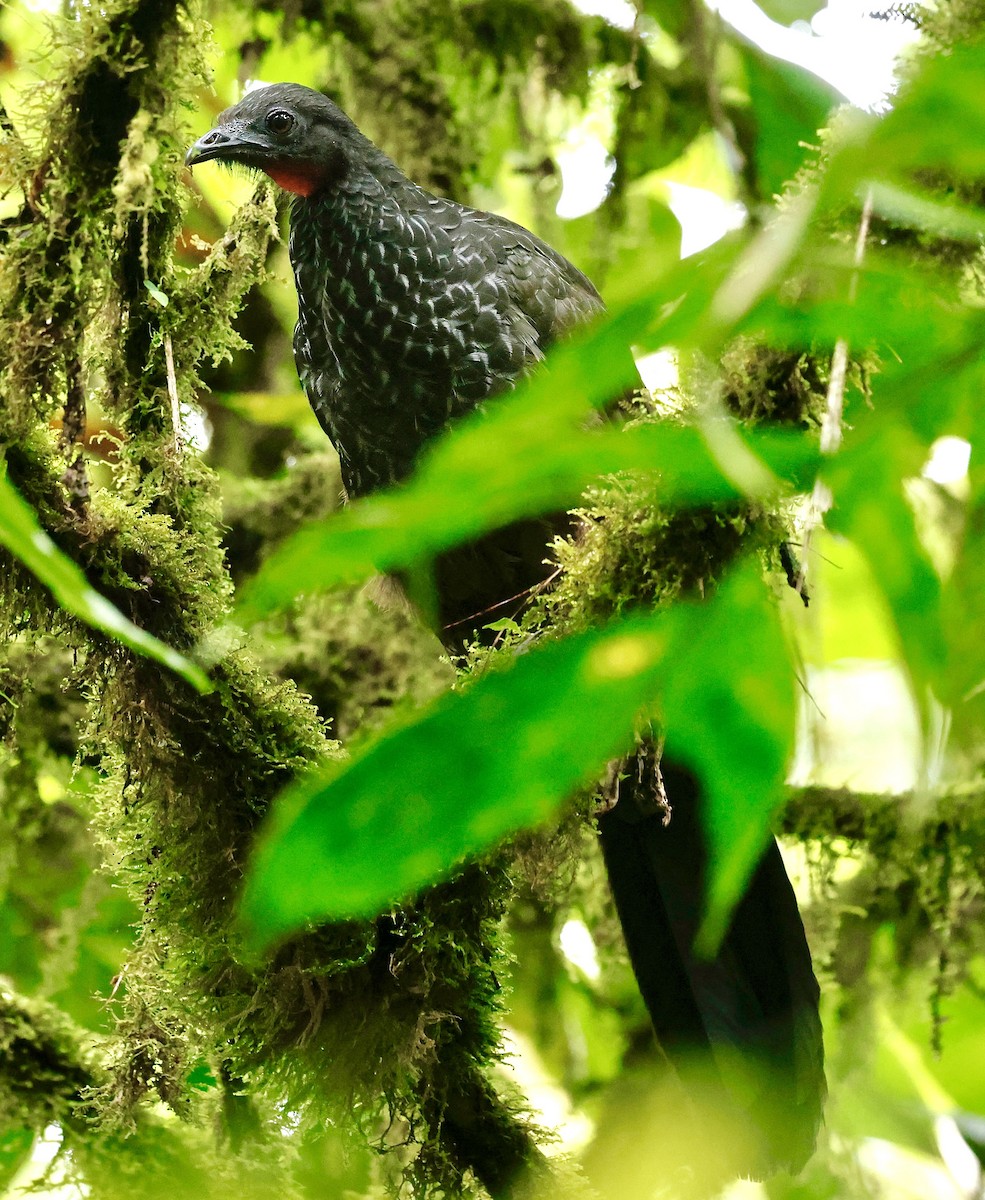 Cauca Guan - ML622488809