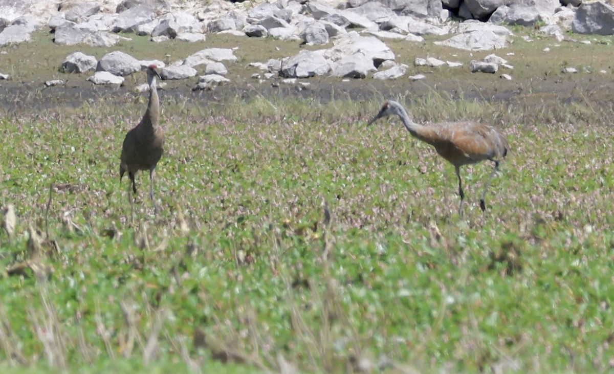 Sandhill Crane - Gretchen Framel