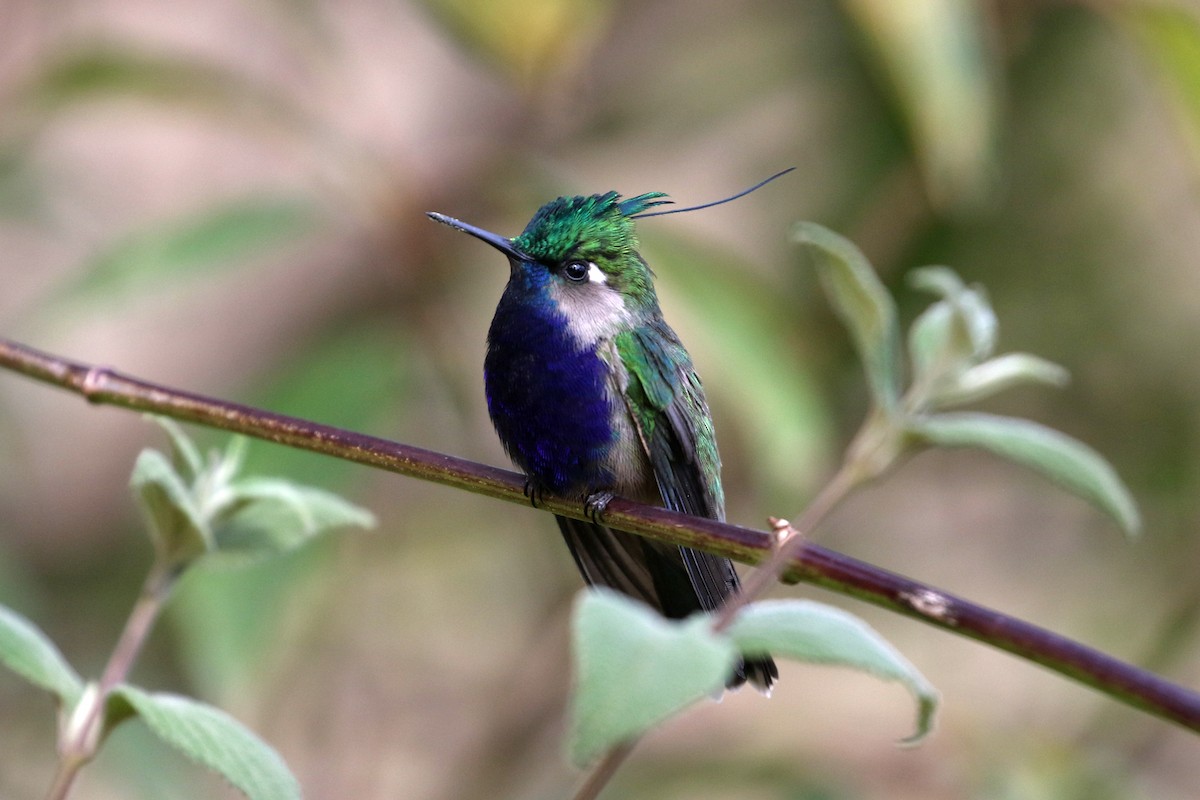 Green-crowned Plovercrest - ML622488997