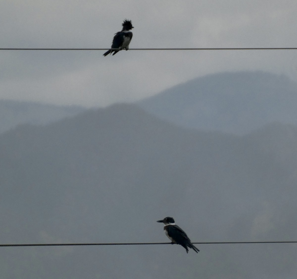 Belted Kingfisher - ML622489020