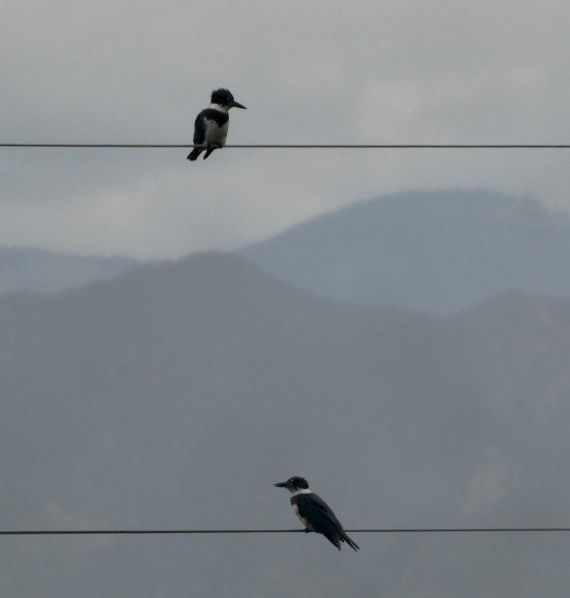 Belted Kingfisher - ML622489021