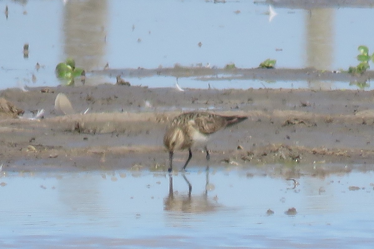 Pectoral Sandpiper - ML622489086