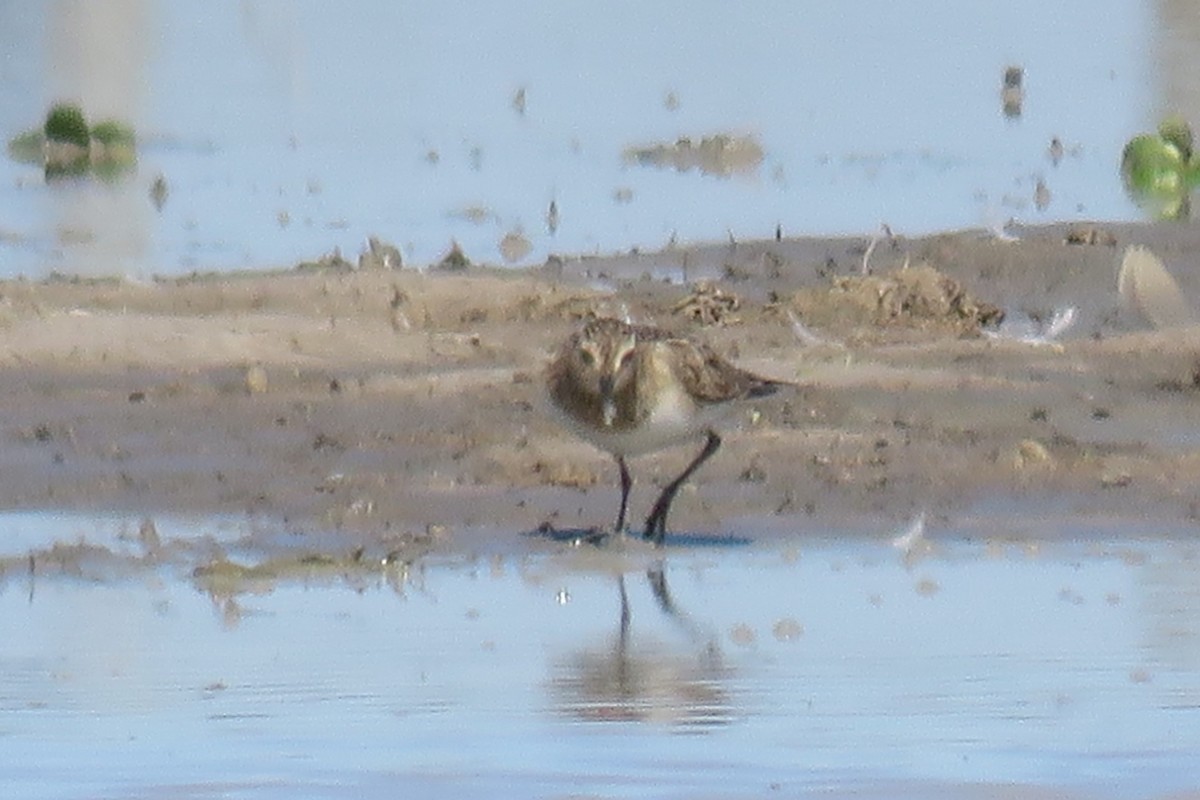 Pectoral Sandpiper - ML622489087