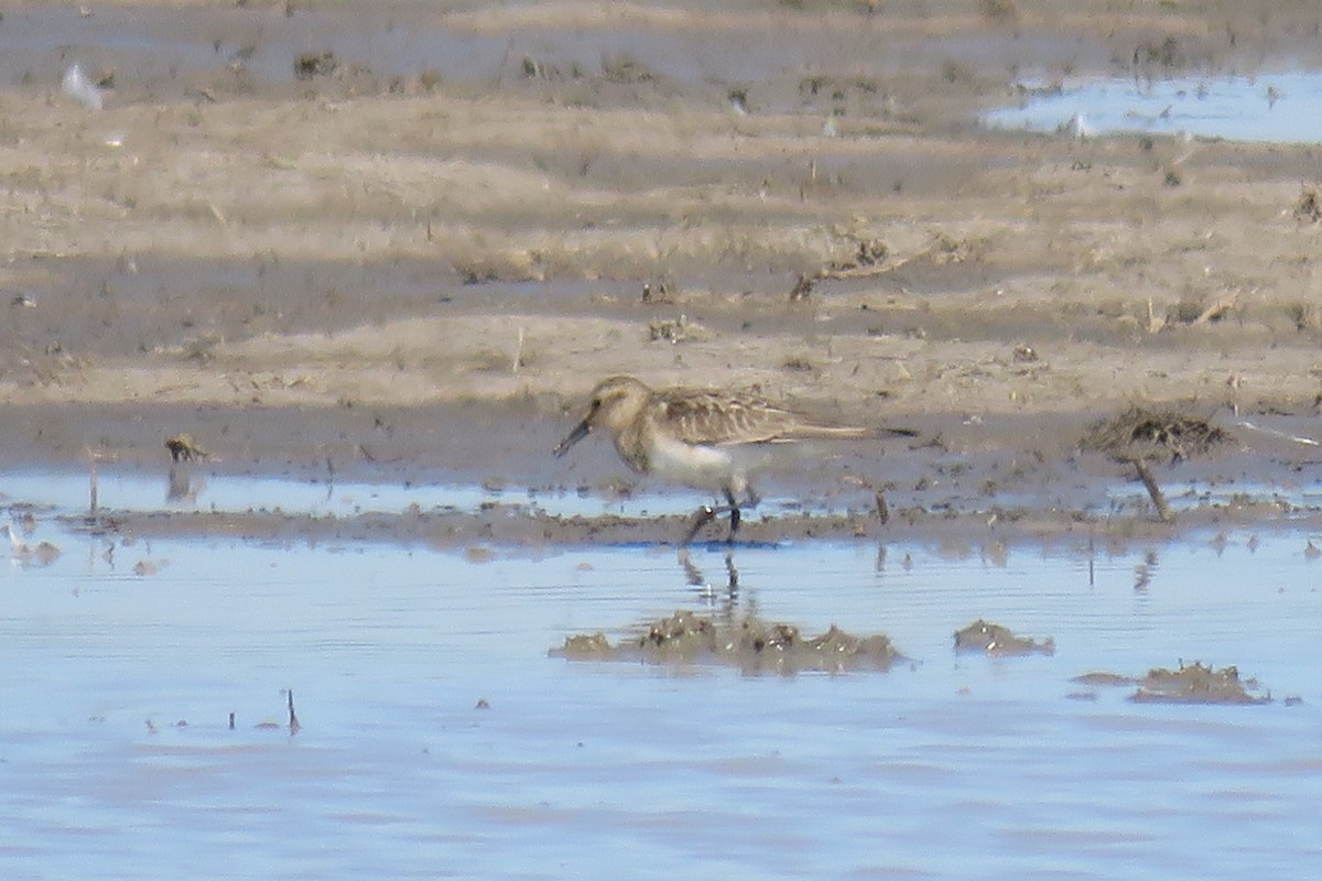 Pectoral Sandpiper - ML622489088