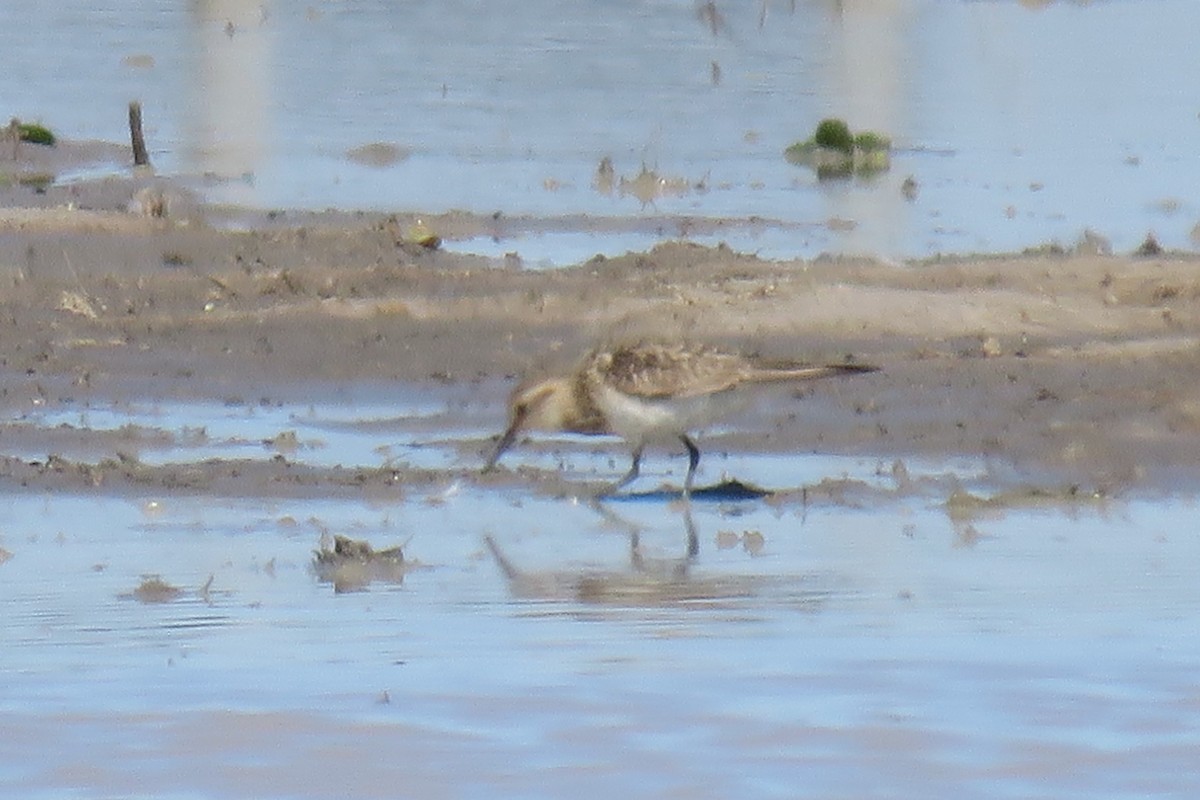 Pectoral Sandpiper - ML622489089