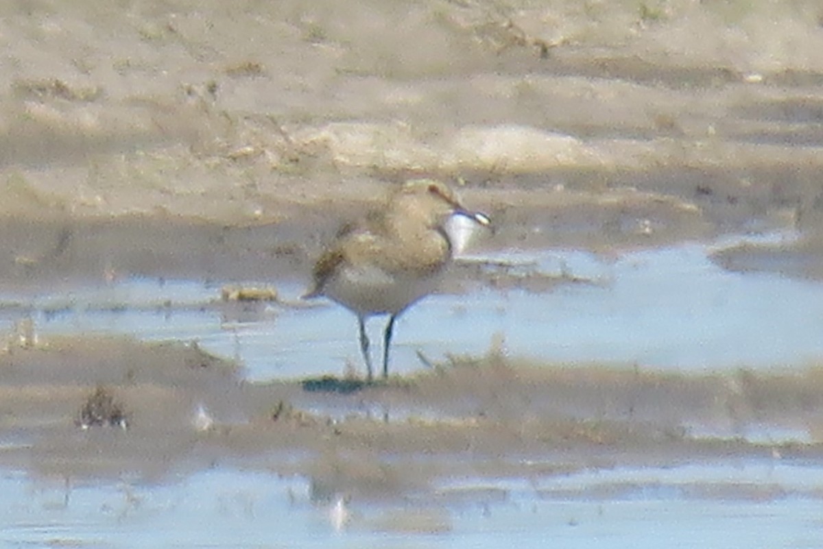 Pectoral Sandpiper - ML622489090