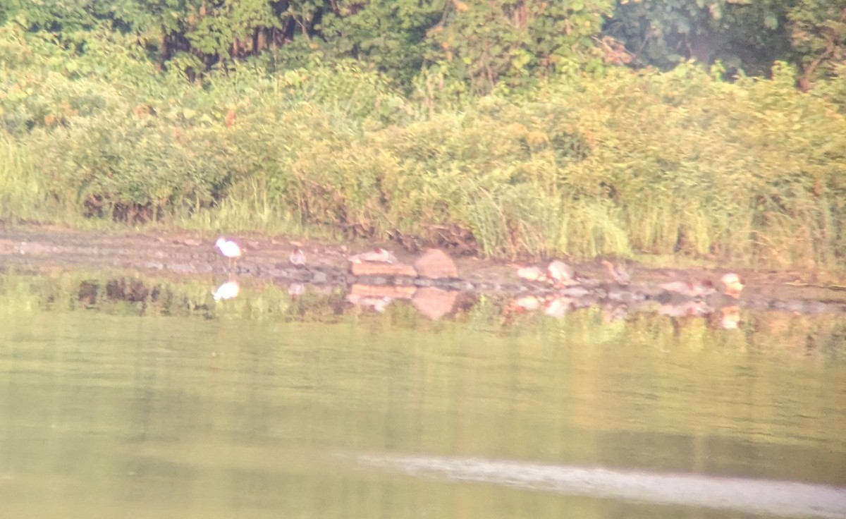 ヒメアカクロサギ - ML622489118