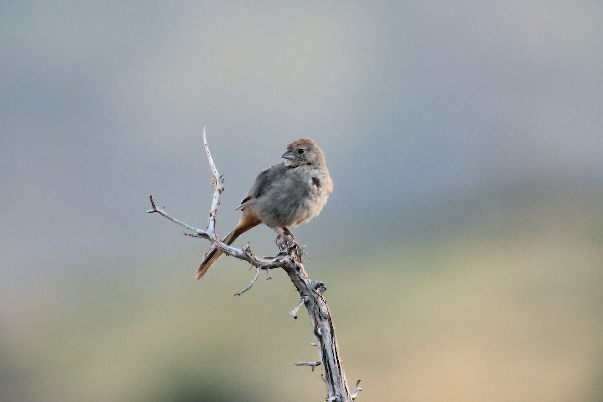 Canyon Towhee - ML622489119