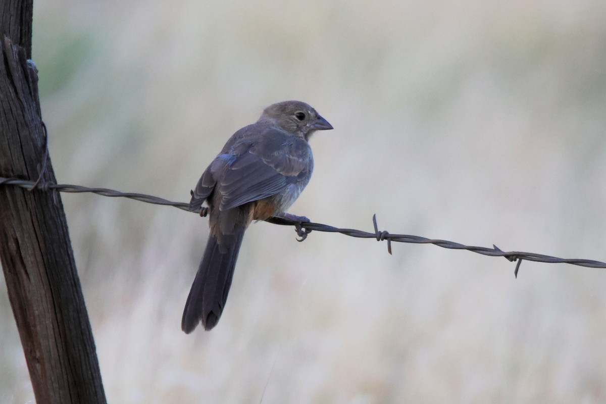 Canyon Towhee - ML622489120