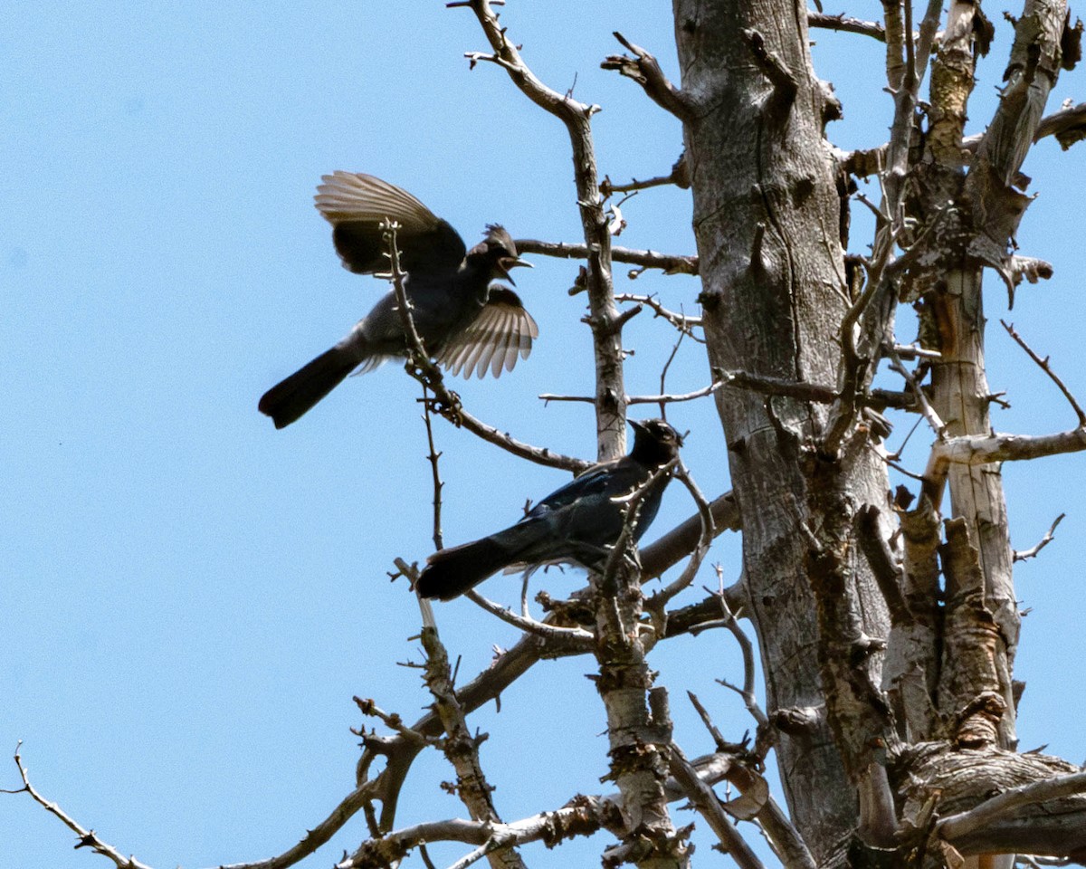 Steller's Jay - ML622489180