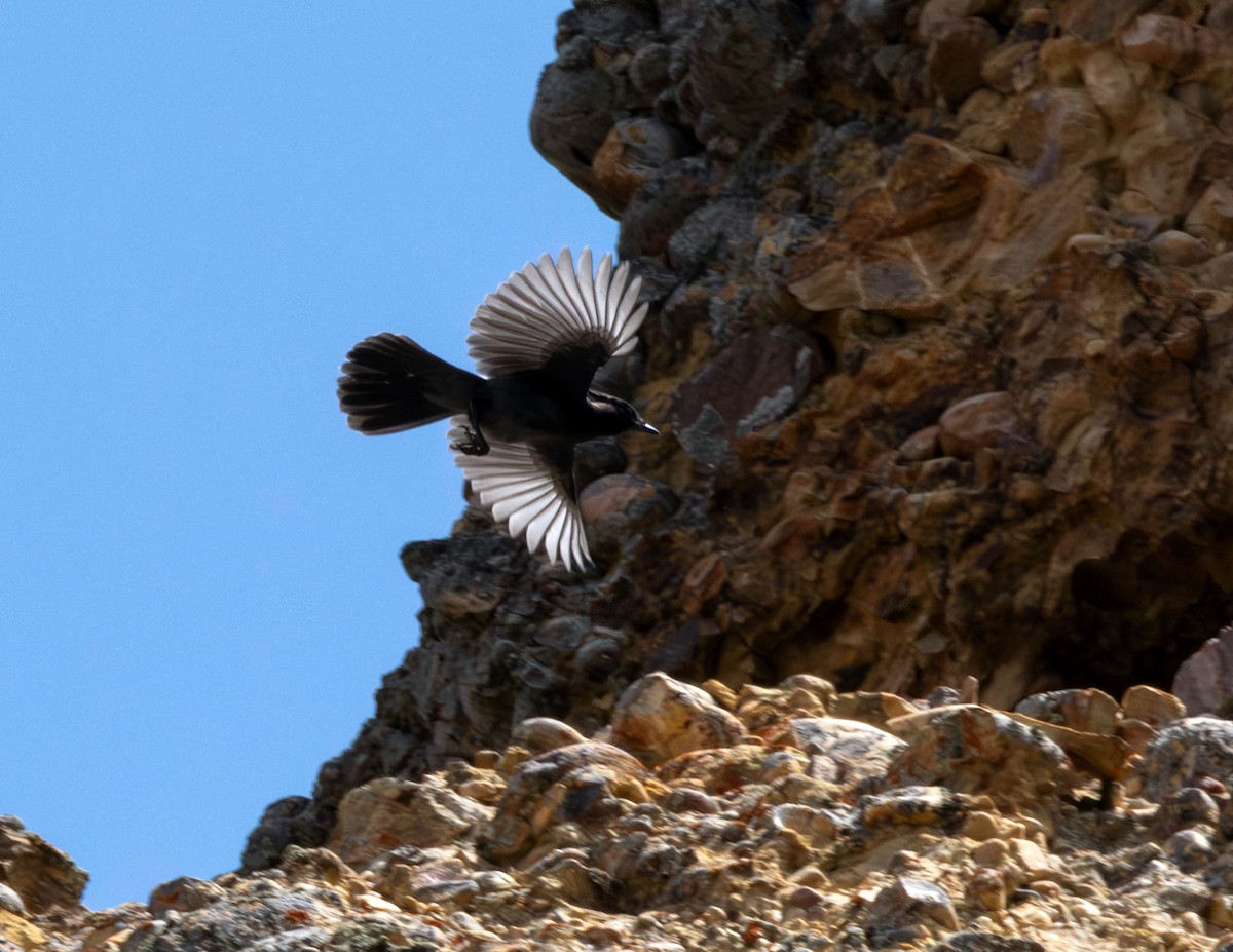 Steller's Jay - ML622489181