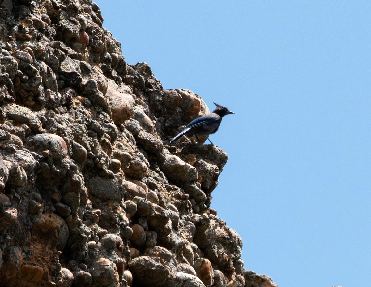 Steller's Jay - ML622489182