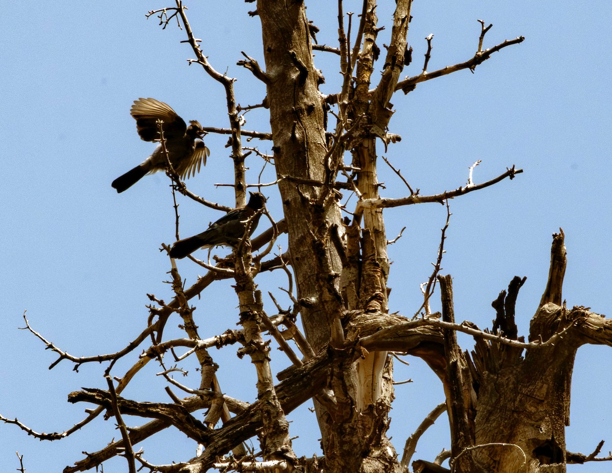 Steller's Jay - ML622489183