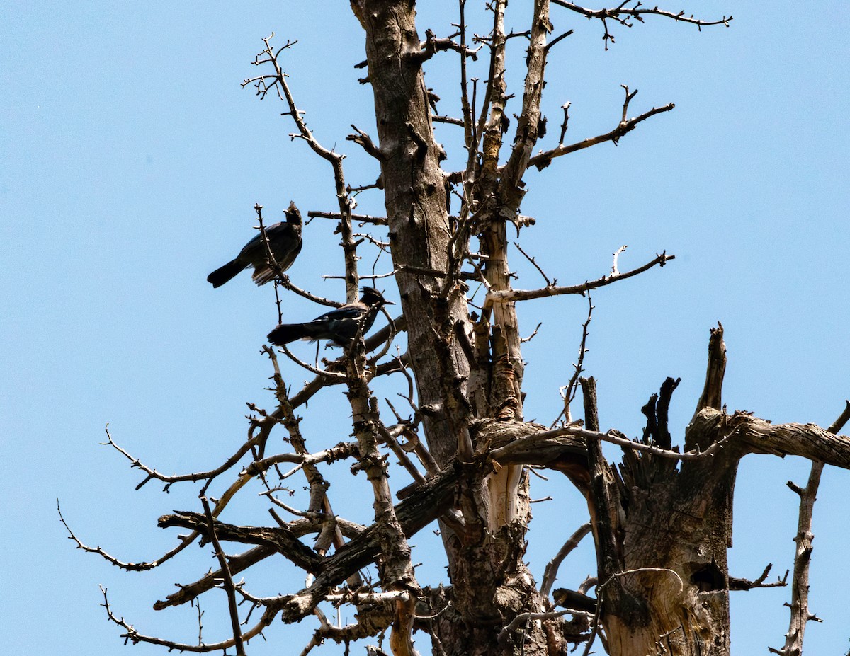 Steller's Jay - ML622489187