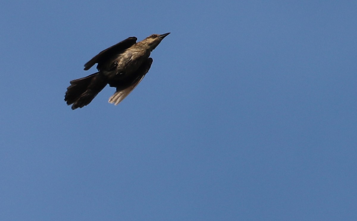 Boat-tailed Grackle - ML622489405