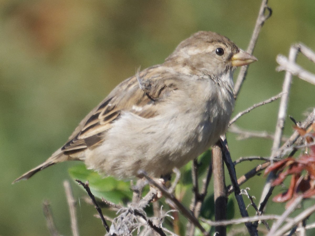 House Sparrow - ML622489413