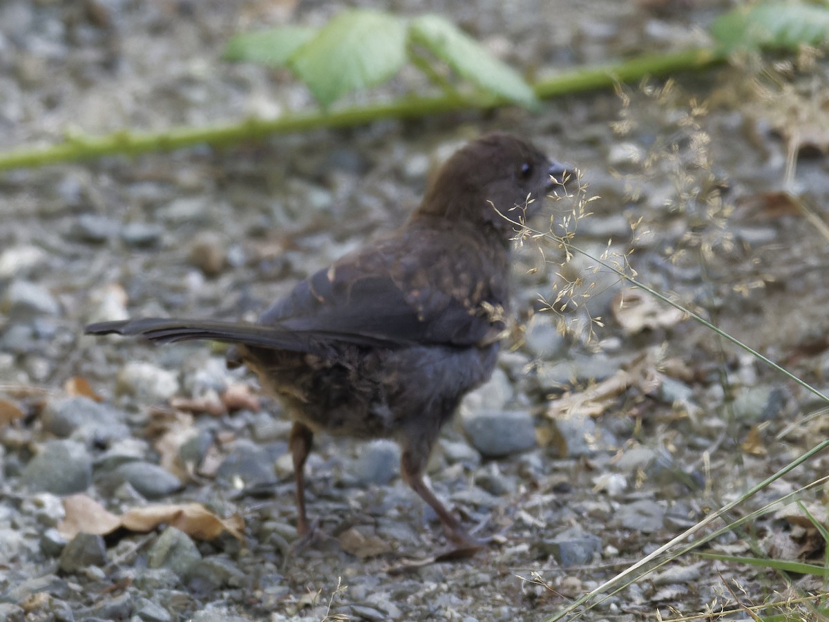 Spotted Towhee - ML622489436