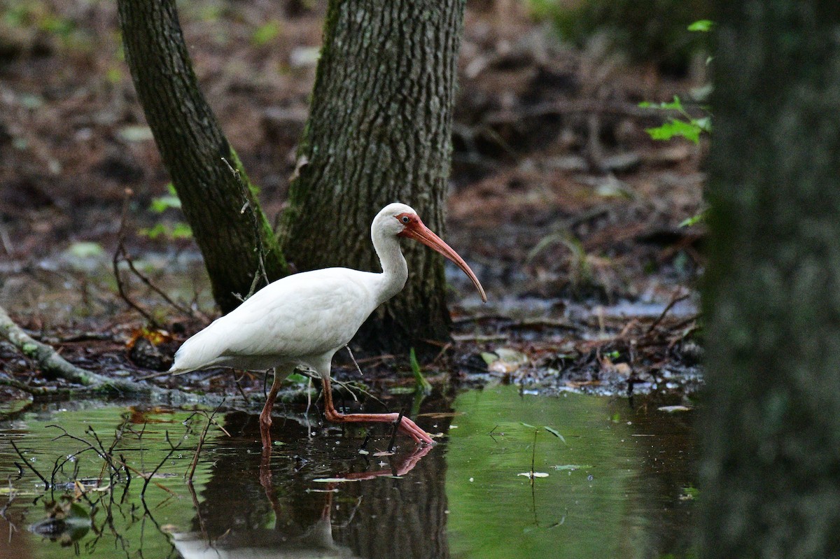 Ibis zuria - ML622489445