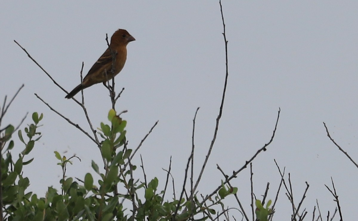 Blue Grosbeak - ML622489471