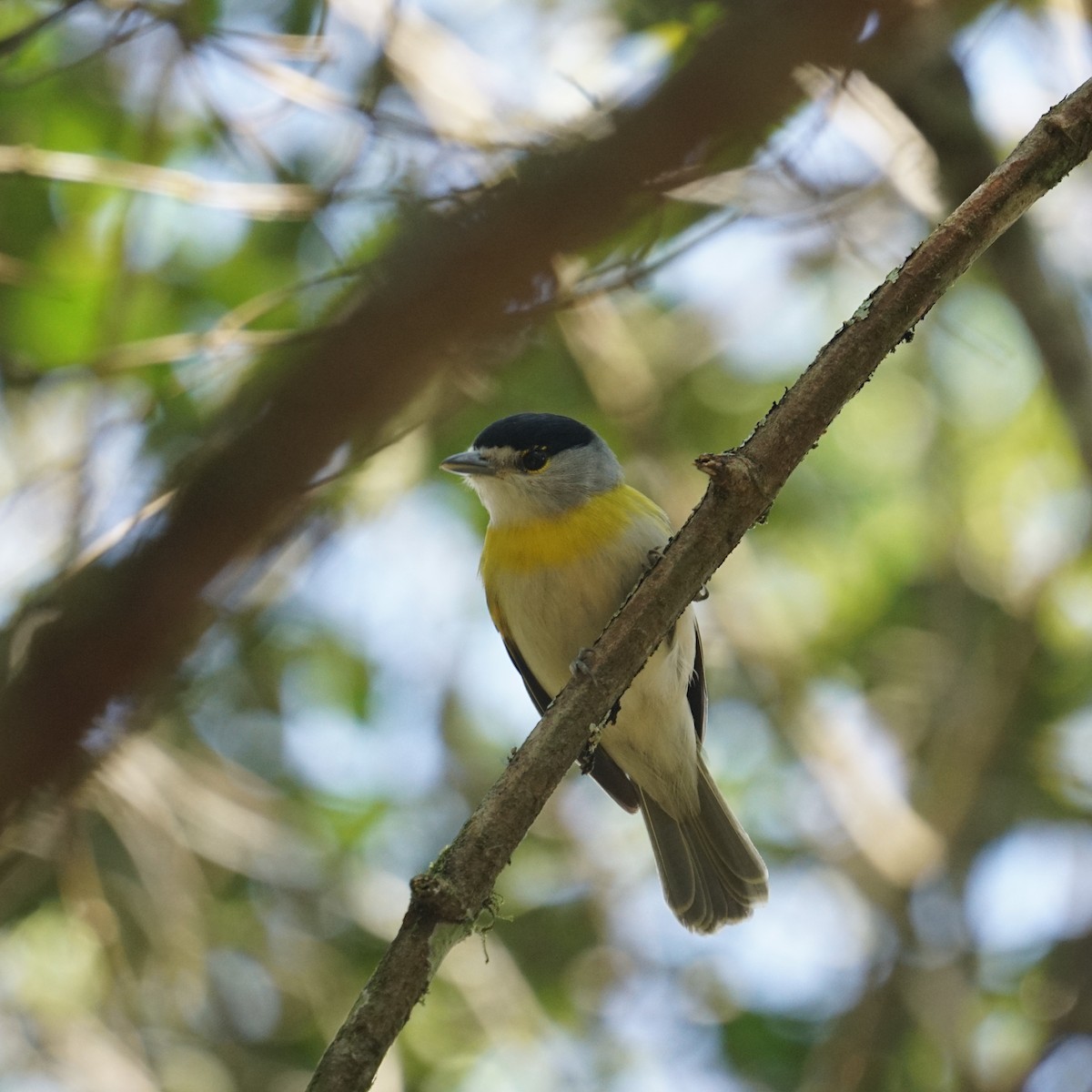 Green-backed Becard - ML622489508