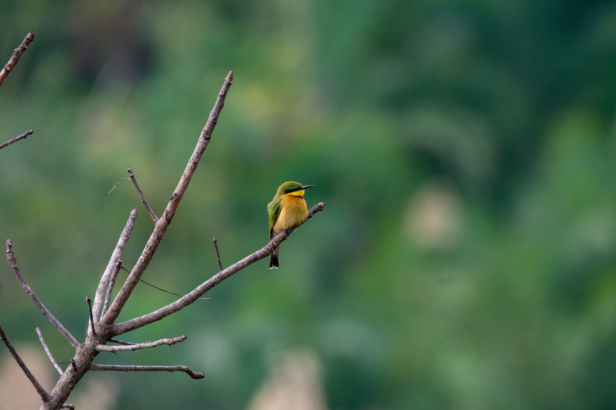 Little Bee-eater - ML622489525