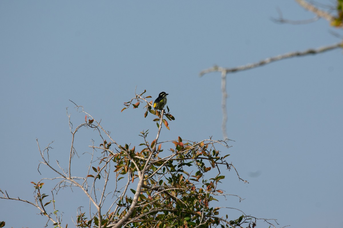 Yellow-rumped Tinkerbird - ML622489590