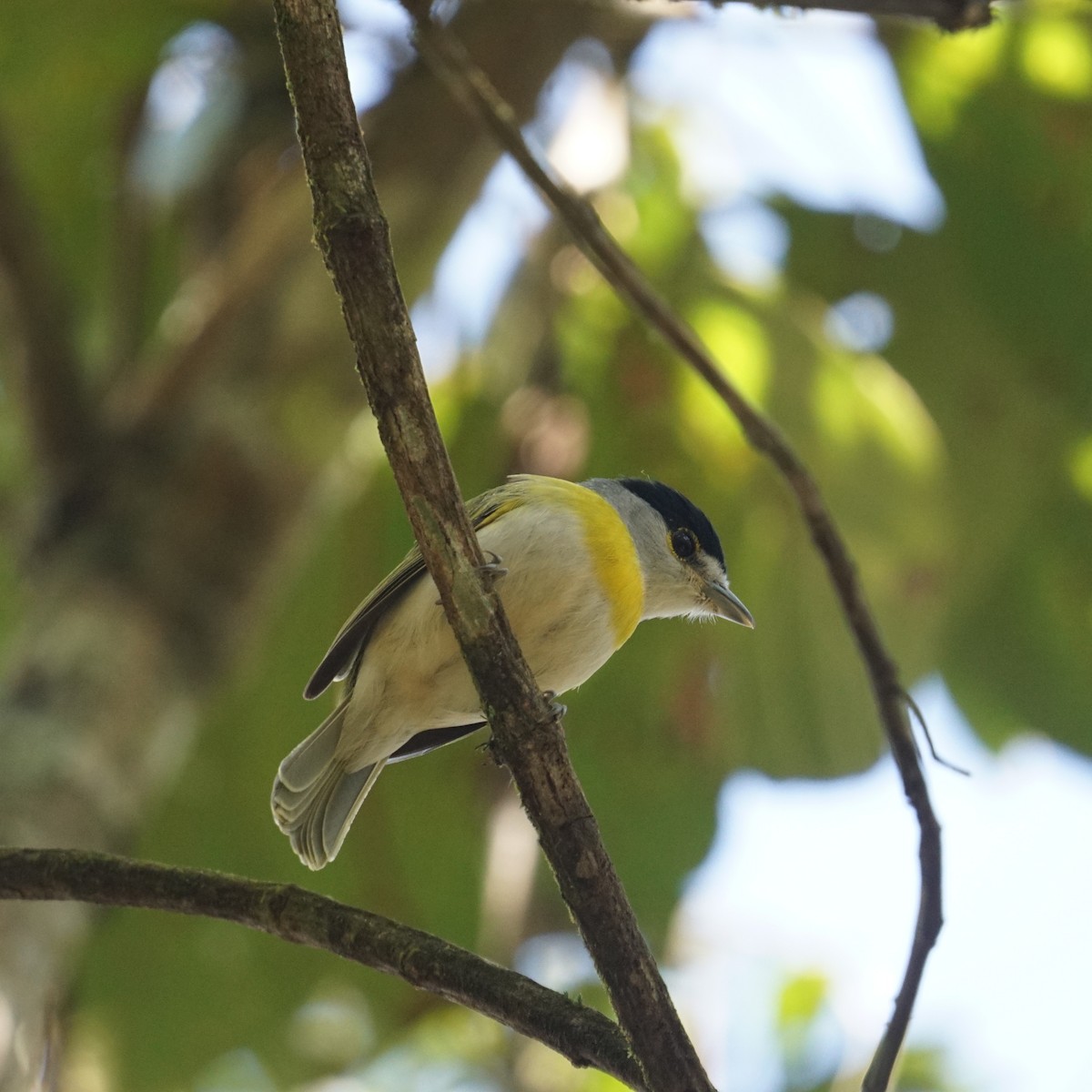 Green-backed Becard - ML622489598