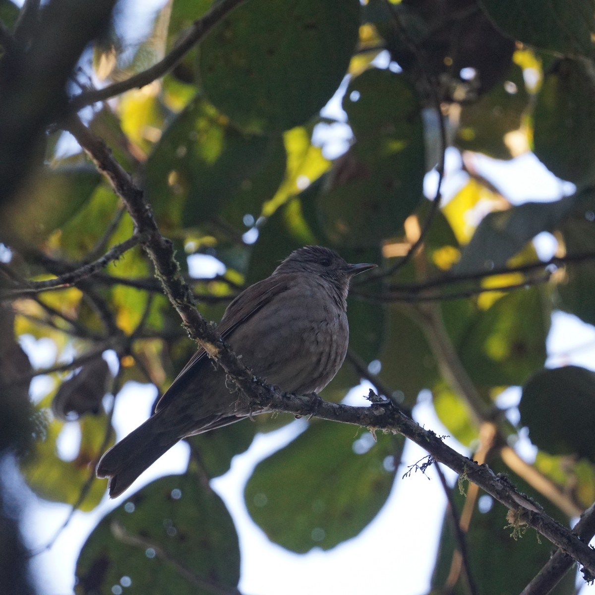 Pale-breasted Thrush - ML622489605