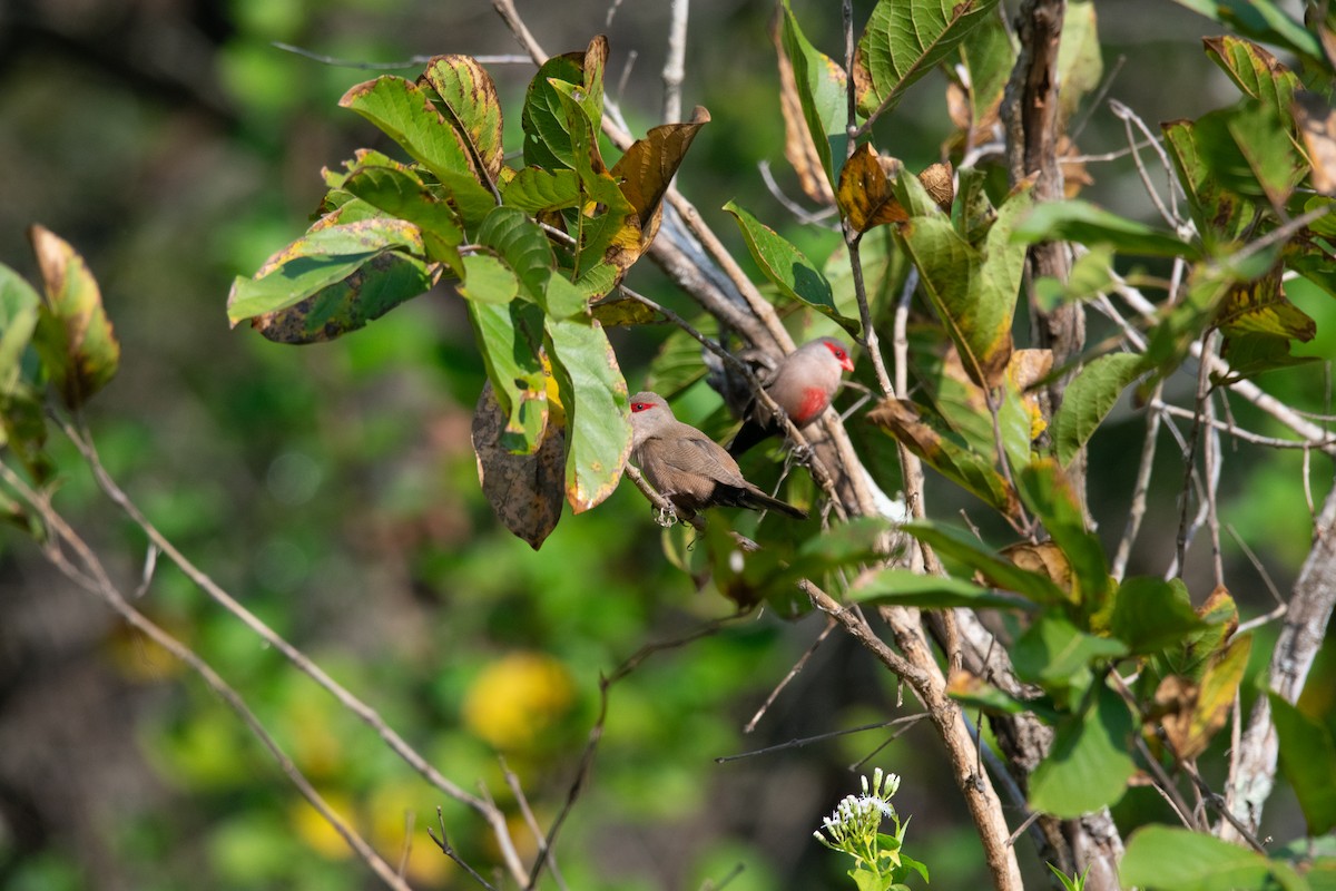 Common Waxbill - ML622489615