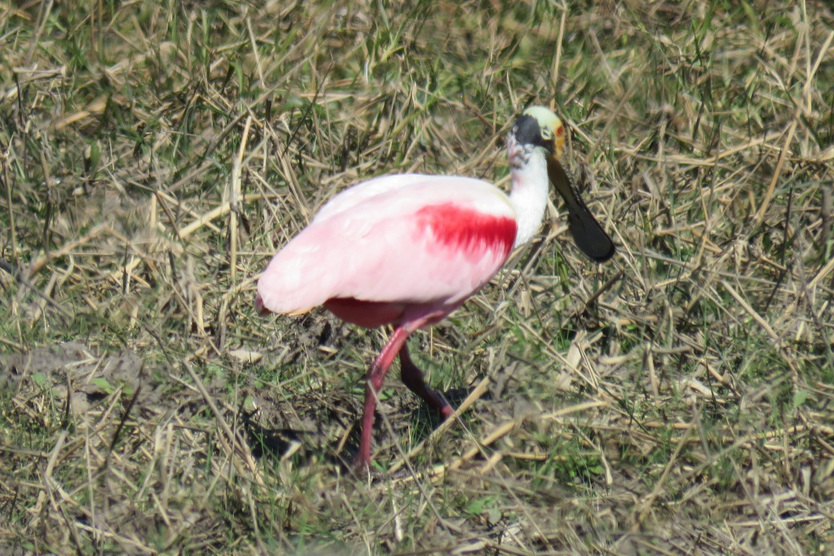 Espátula Rosada - ML622489879