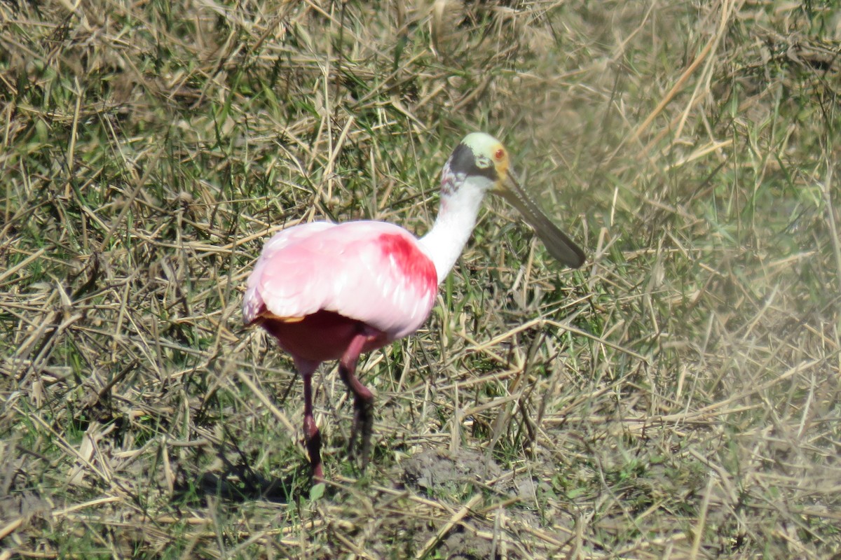 Espátula Rosada - ML622489880