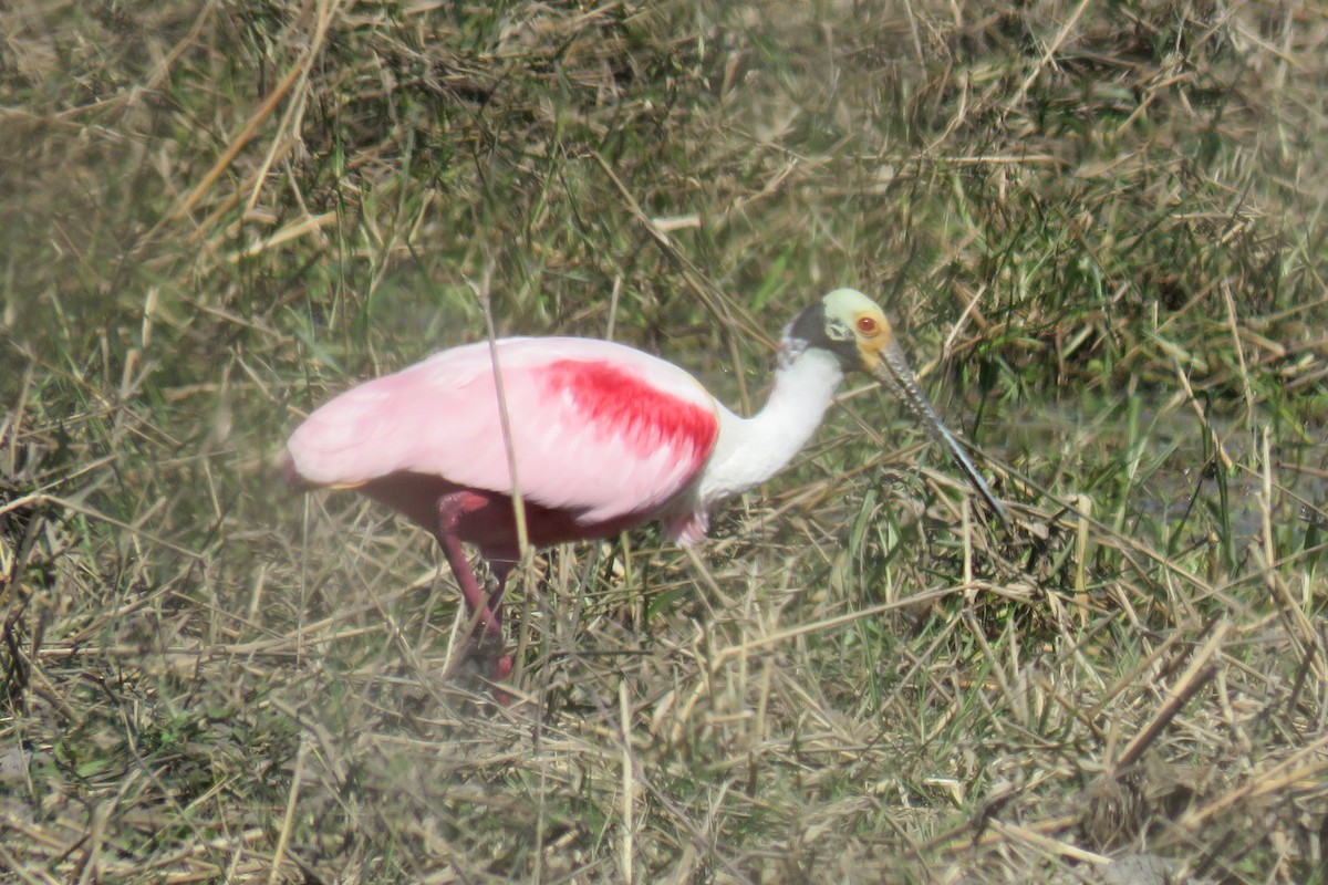 Espátula Rosada - ML622489881