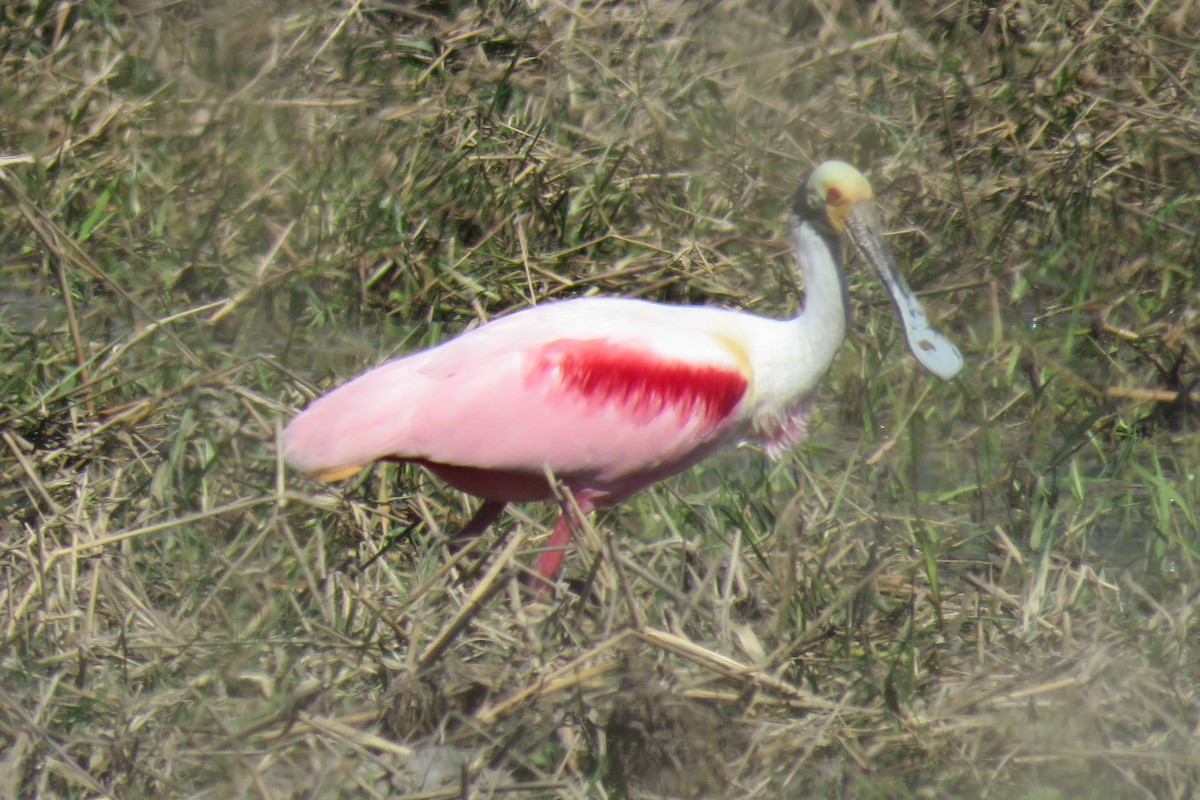 Espátula Rosada - ML622489882