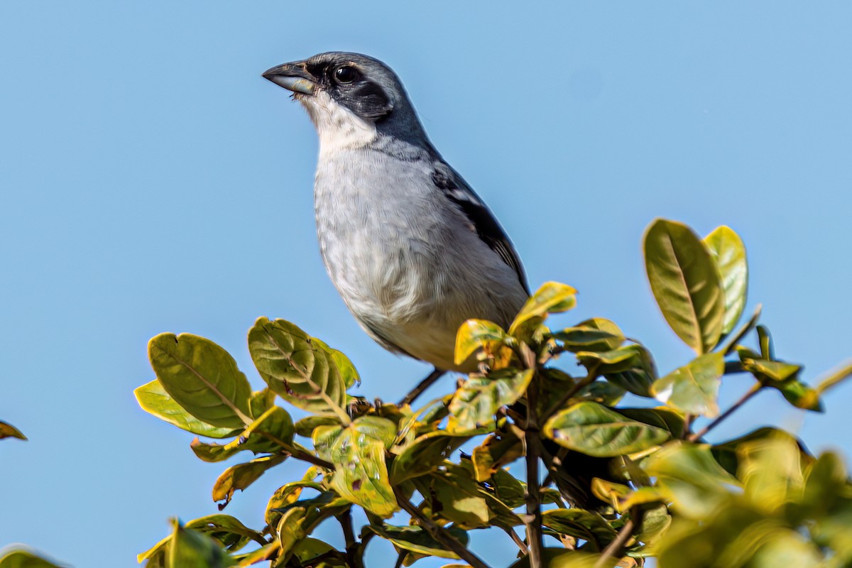 White-banded Tanager - ML622489901