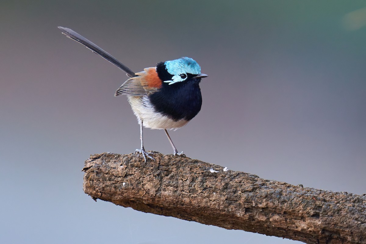 Red-winged Fairywren - ML622489919