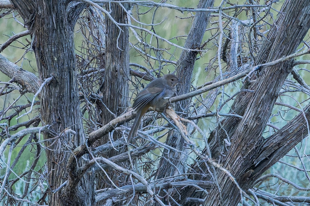 Canyon Towhee - ML622489929