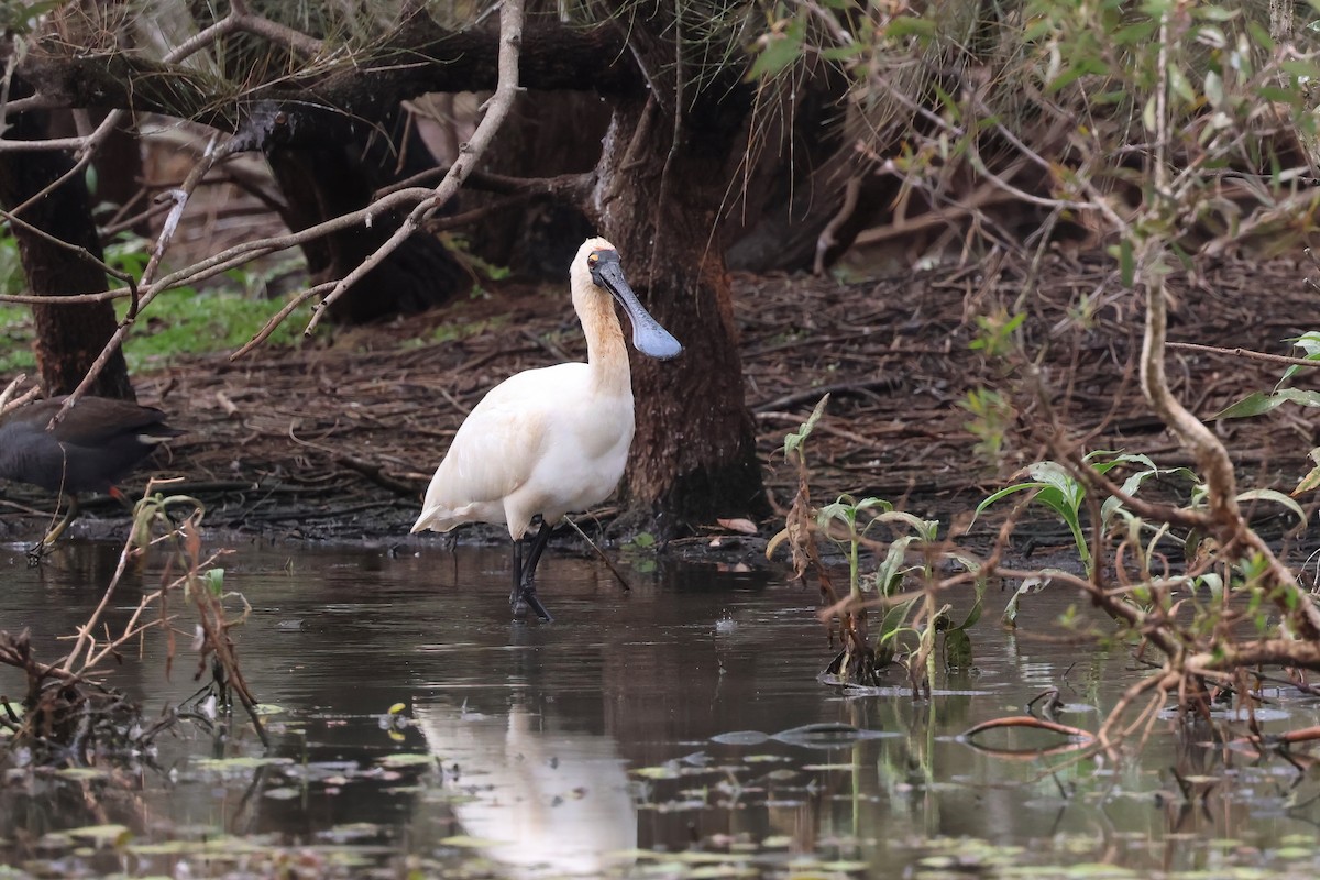 Royal Spoonbill - Dennis Devers