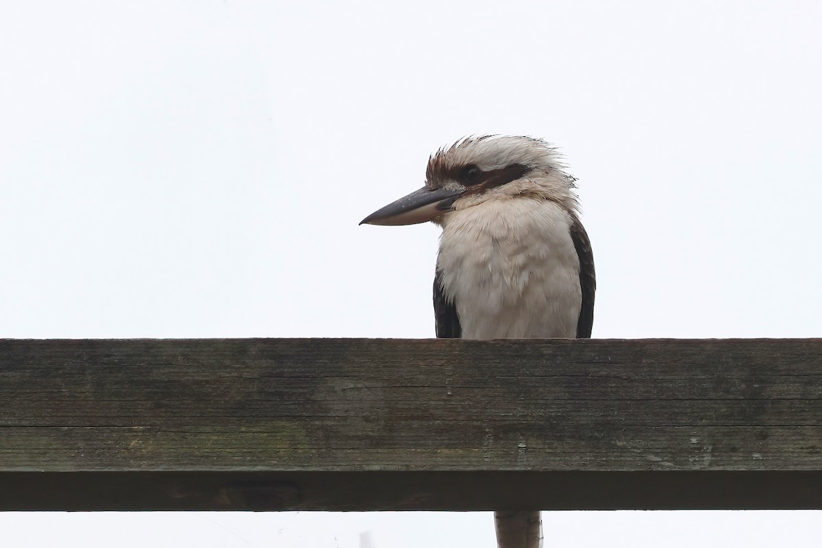 Laughing Kookaburra - Dennis Devers