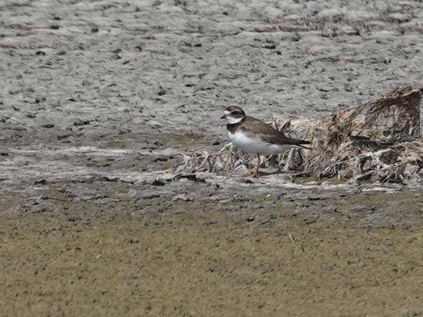 Semipalmated Plover - Liz Soria