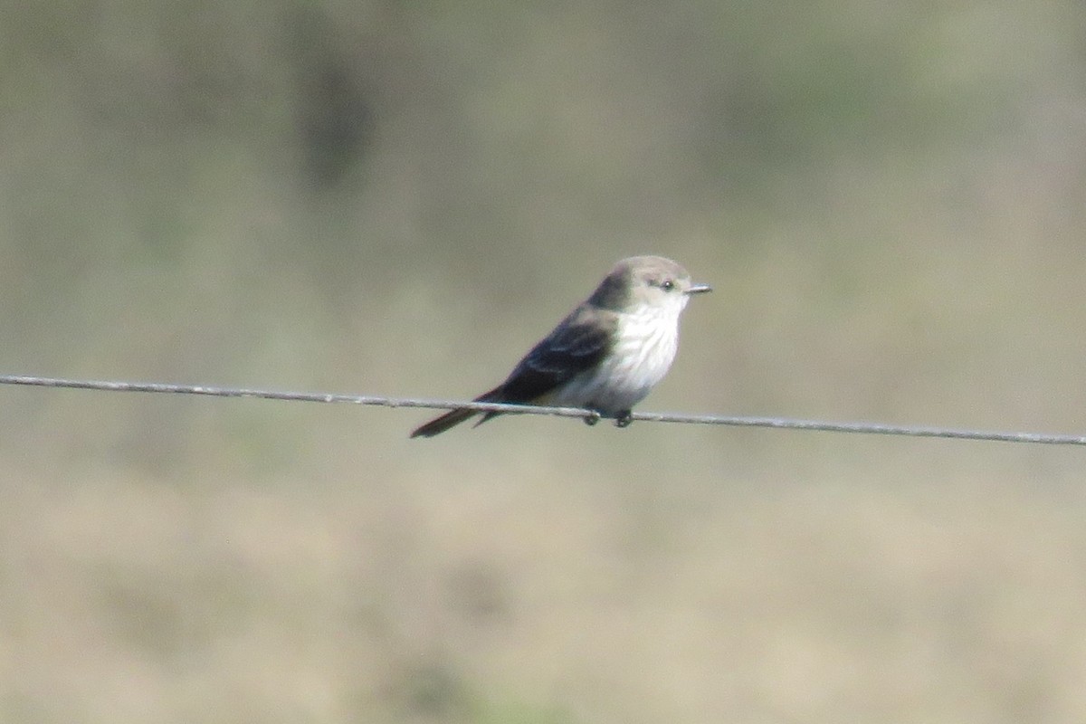 Vermilion Flycatcher - ML622490224