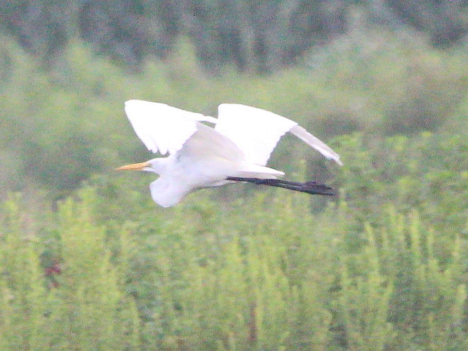 Great Egret - ML622490233